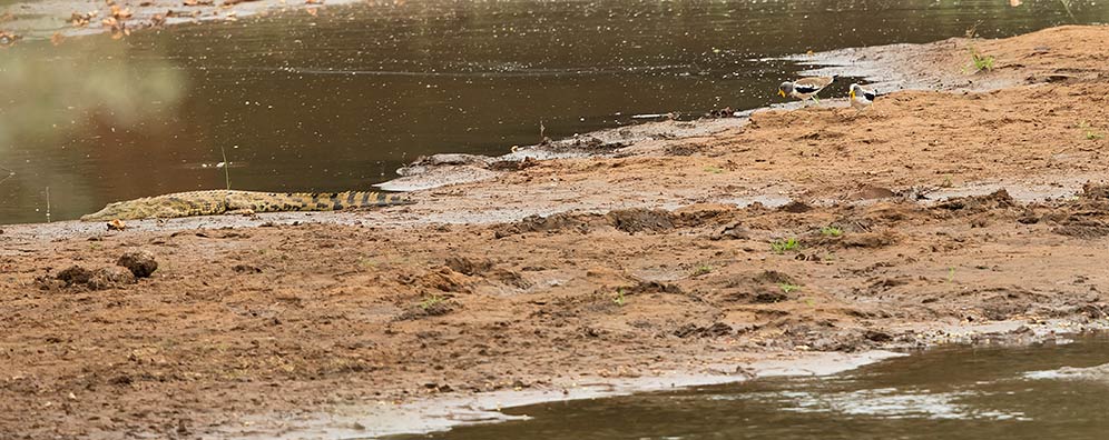 White-crowned Lapwing